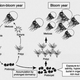The lifecycle of the Nomura jellyfish.